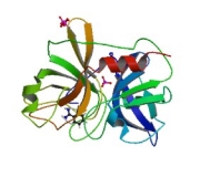 Mouse Kallikrein-6 (KLK6) ELISA Kit (Part mKLK6-Biotin) kw:  kallikrein 6, neurosin